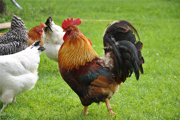 屬雞人2025年每月生肖運(yùn)程詳解，屬雞人2025年每月運(yùn)勢怎樣