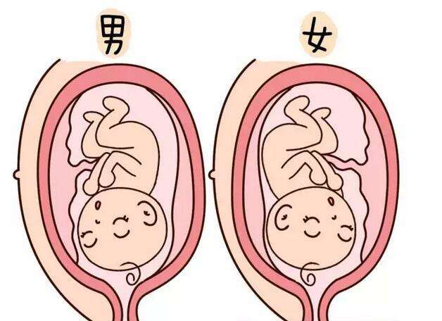 六爻法预测胎儿性别技巧，六爻测怀孕测孕期卦例（仅供参考）插图